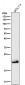 Anti-CD3 epsilon Rabbit Monoclonal Antibody